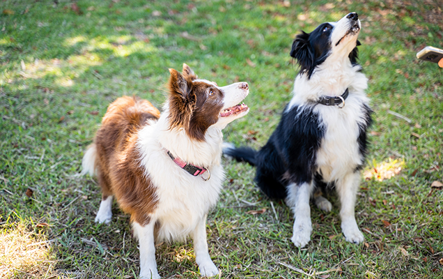 two border collies